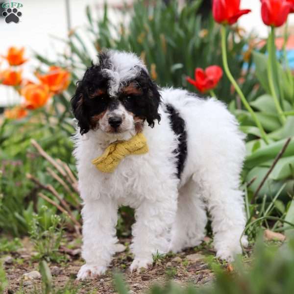 Crue, Miniature Poodle Puppy